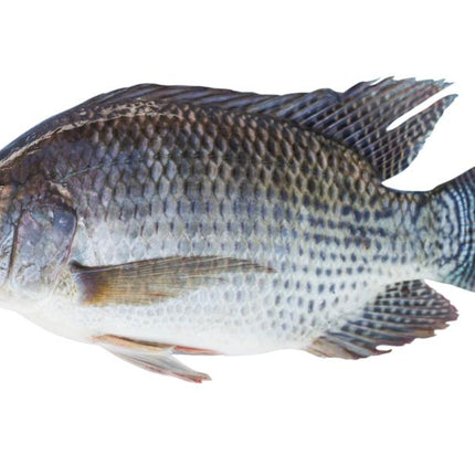 Tilapia Fish