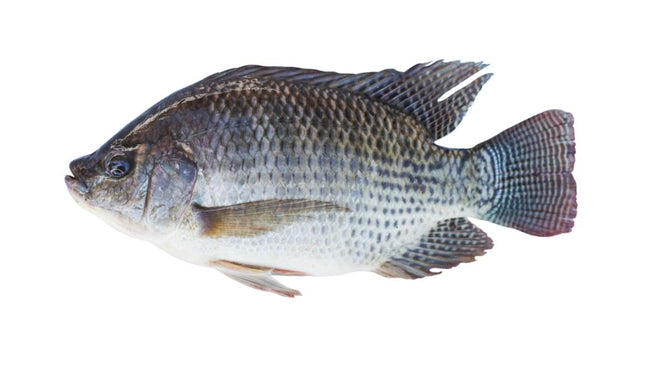 Tilapia Fish